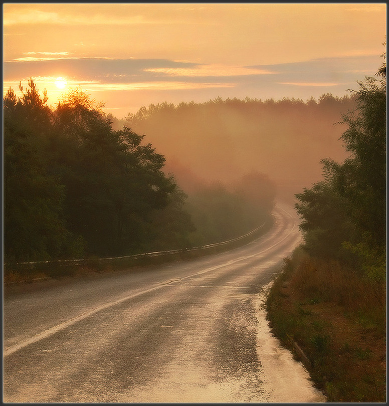 A foggy way | trees, fog, road