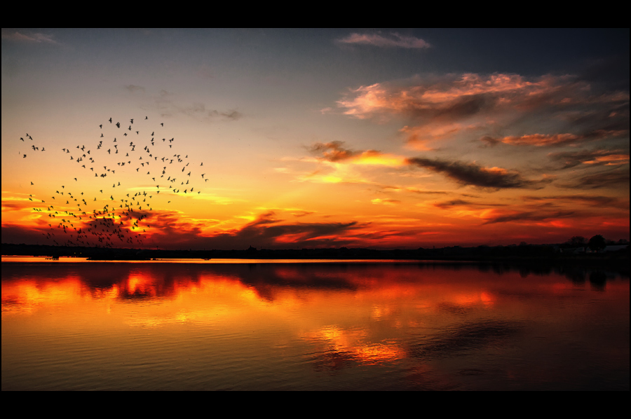 A swift sunset | animals, reflection, sea, dusk