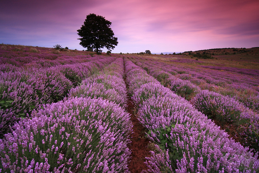 Lavender season | flowers, field, sunset