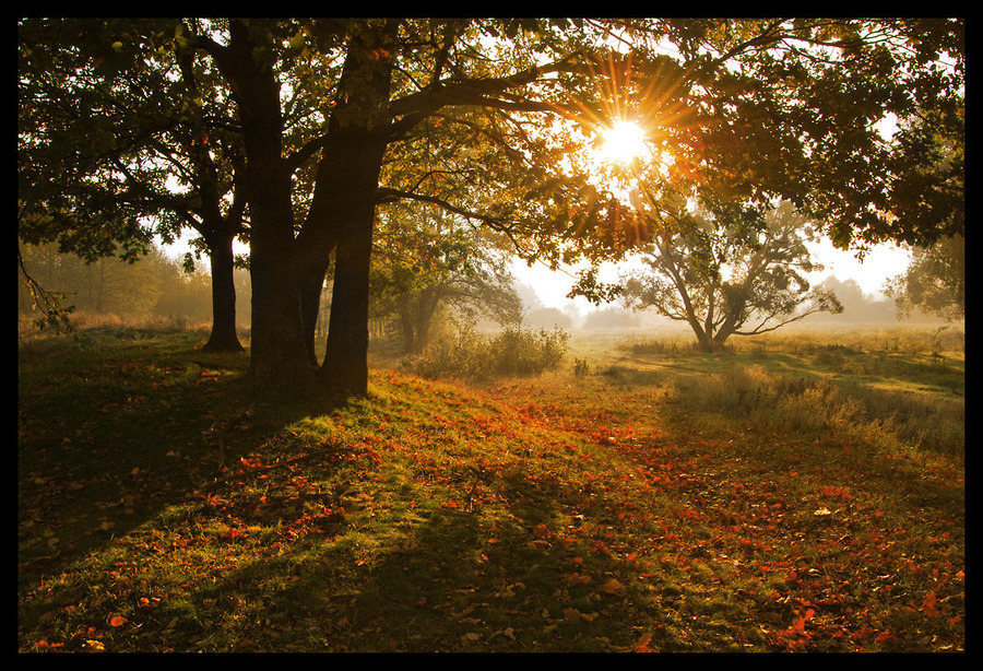 An autumn tale | tree, sun