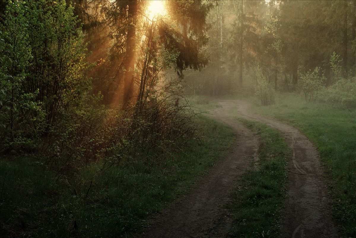 In the morning forest | outdoor, nature, landscape, forest, morning, sunrise, grass, trees, light, path