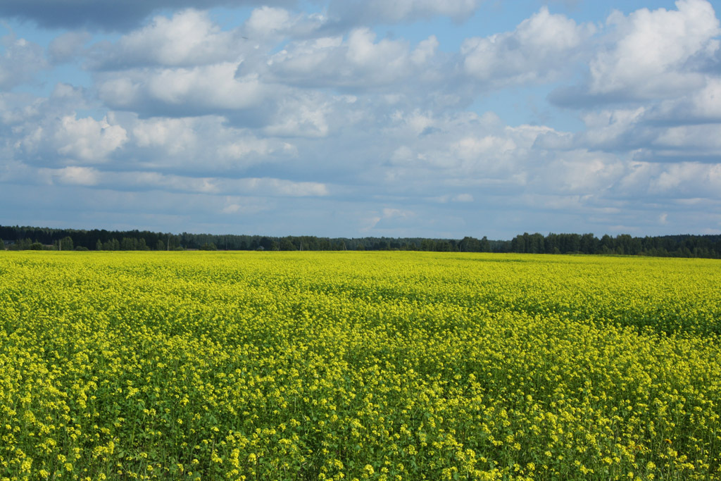 Field with yellow flowers | landscape, summer, sky, clouds, forest, field, flowers, yellow, skyline, sunny