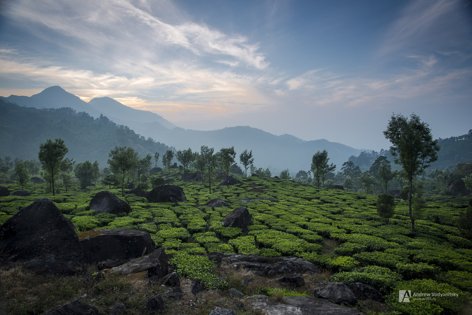 Tea plantation in Munnar | india, kerala, munnar, tea, mountain, clouds, stone, sunrise, tree, plants